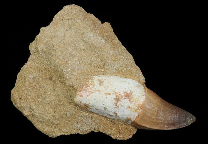 Mosasaur (Prognathodon) Rooted Tooth In Rock - Nice Tooth #66563